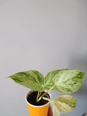 Комнатные растения - частное объявление в Красноярск