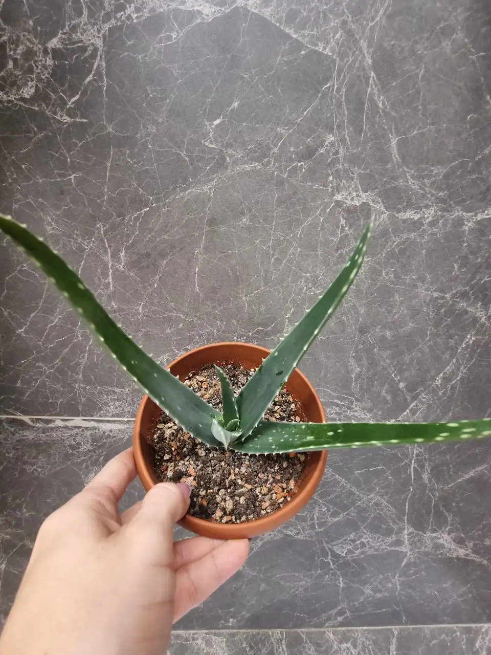 Продам алоэ - Комнатные растения (Хобби и отдых) в Красноярск