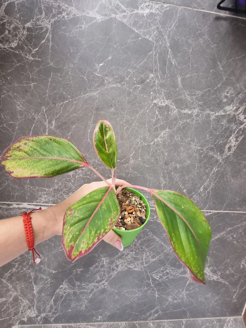 Аглаонема - комнатное растение - Комнатные растения (Хобби и отдых) в Красноярск