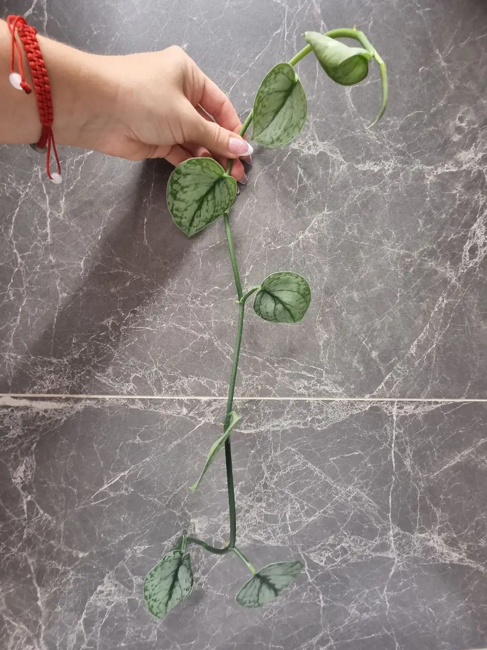 Растение Сильвер Клауд - Комнатные растения (Хобби и отдых) в Красноярск