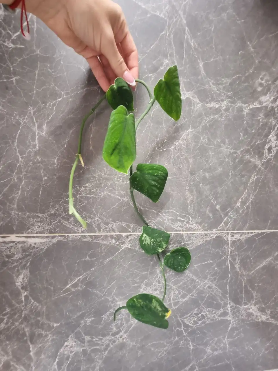 Самоукоренение мангуры в Красноярске - Комнатные растения (Хобби и отдых) в Красноярск