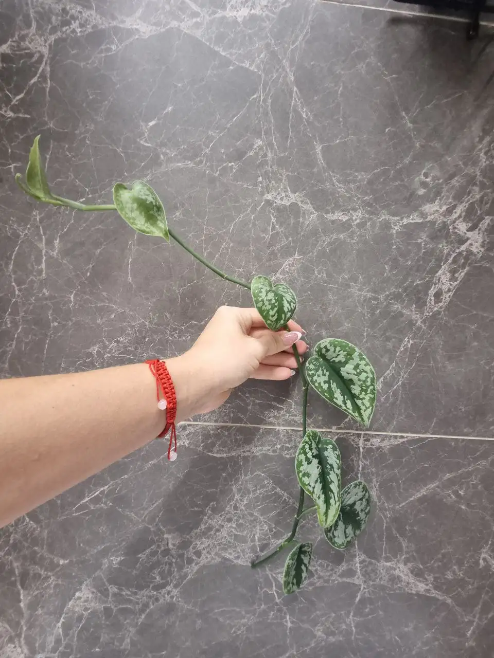 Экзотическое комнатное растение Самоукоренение - Комнатные растения (Хобби и отдых) в Красноярск