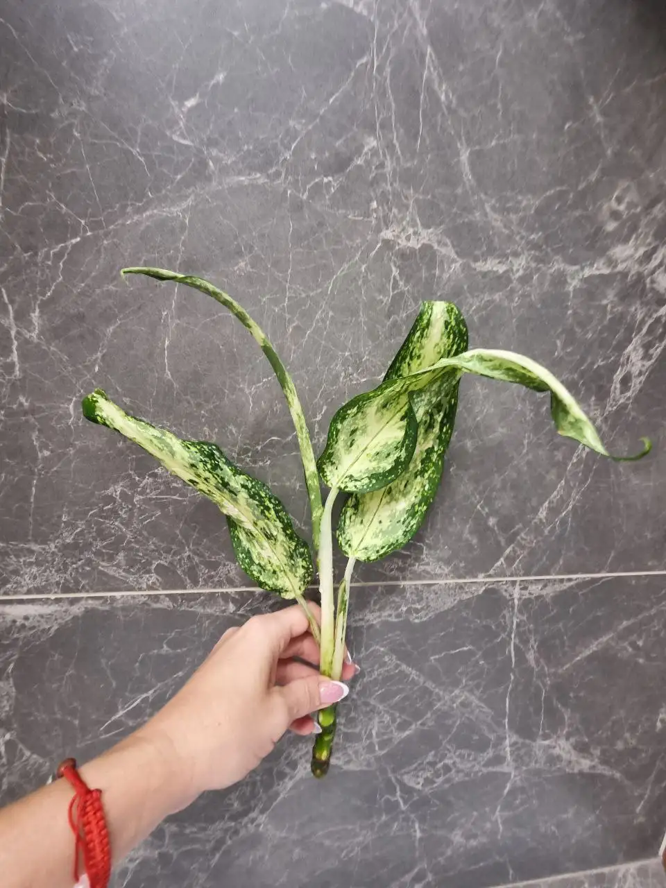 Аглаонема с самоукоренением - Комнатные растения (Хобби и отдых) в Красноярск