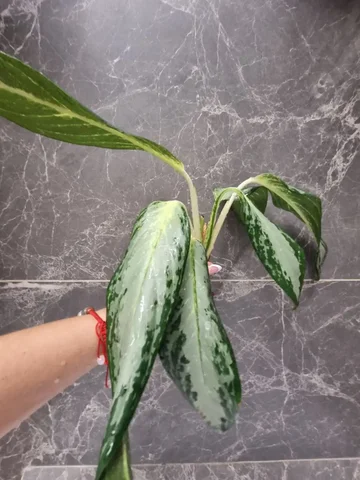 Аглаонема с самоукоренением - Садоводство в Красноярск