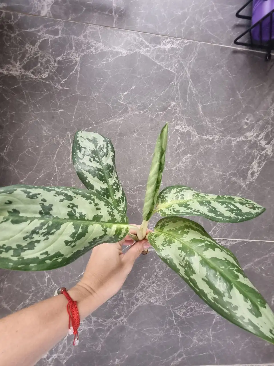 Продажа аглаонемы с самоукоренением - Комнатные растения (Хобби и отдых) в Красноярск