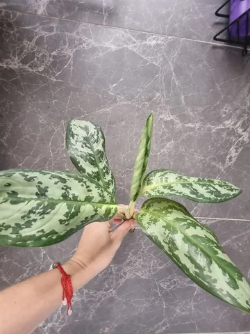 Продажа аглаонемы с самоукоренением - частное объявление в Красноярск