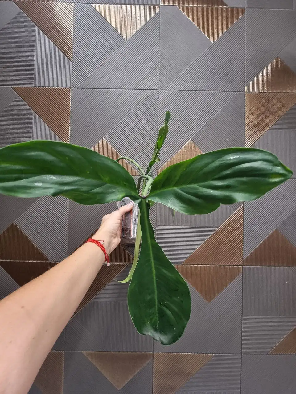 Продам филодендрон в Красноярске - Комнатные растения (Хобби и отдых) в Красноярск