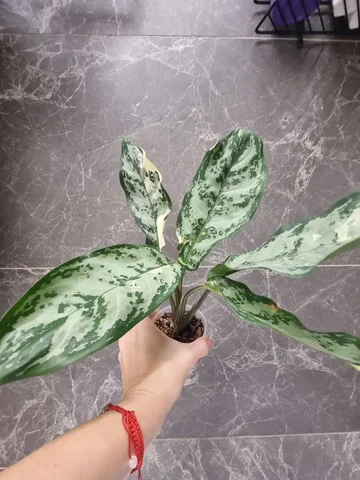 Продается Аглаонема Commutatum в Красноярске - частное объявление в Красноярск