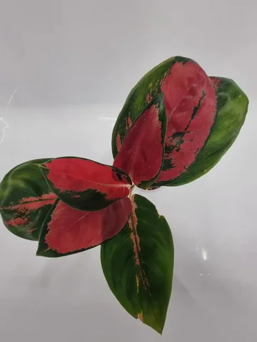 Продажа комнатного растения Аглоонема - частное объявление в Красноярск