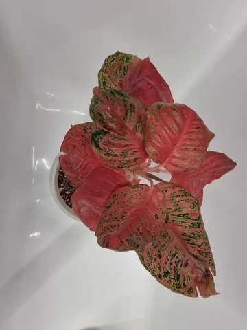 Аглаонема комнатное растение - частное объявление в Красноярск