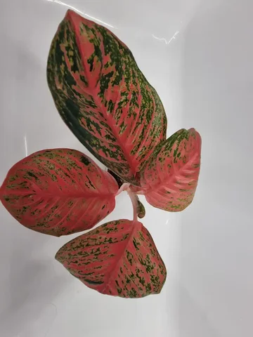 Продам Аглаонему - частное объявление в Красноярск