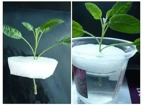 Укоренение комнатных растений - Садоводство в Красноярск