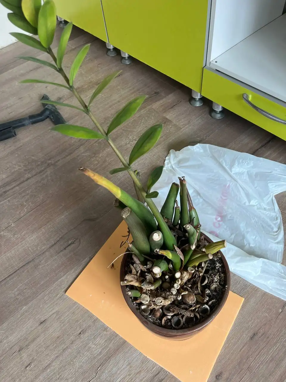 Отдам комнатные растения для реанимации - Комнатные растения (Хобби и отдых) в Красноярск