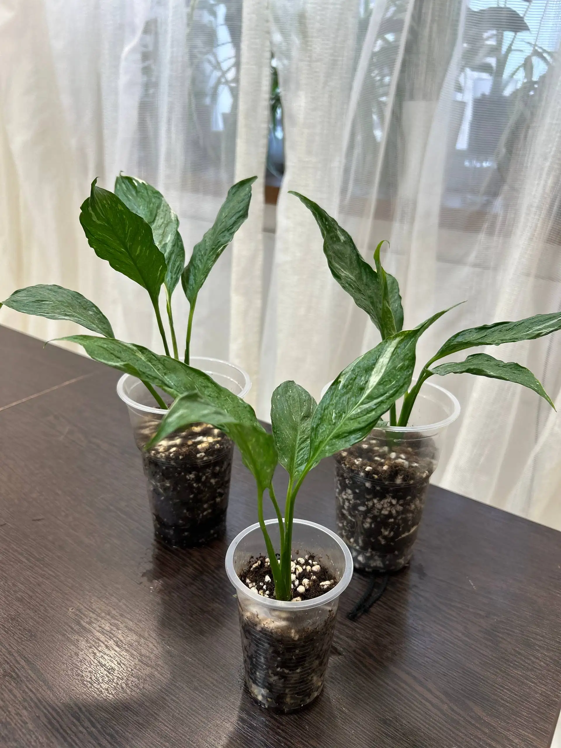 Спатифиллум Джемини - Комнатные растения (Хобби и отдых) в Красноярск