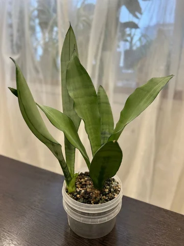 Сансевиерия муншайн - Садоводство в Красноярск