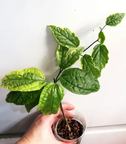 Клеродендрум Томпсона вариегатный черенки - Садоводство в Красноярск