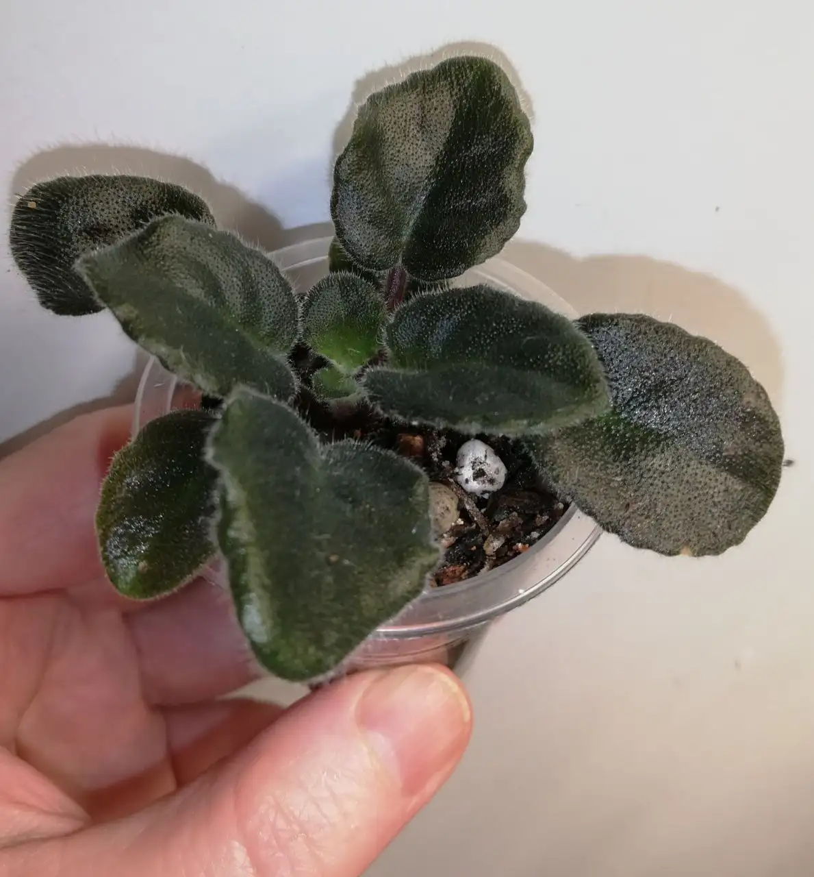 Фиалка Ян-Менуэт, молодое растение - Комнатные растения (Хобби и отдых) в Красноярск