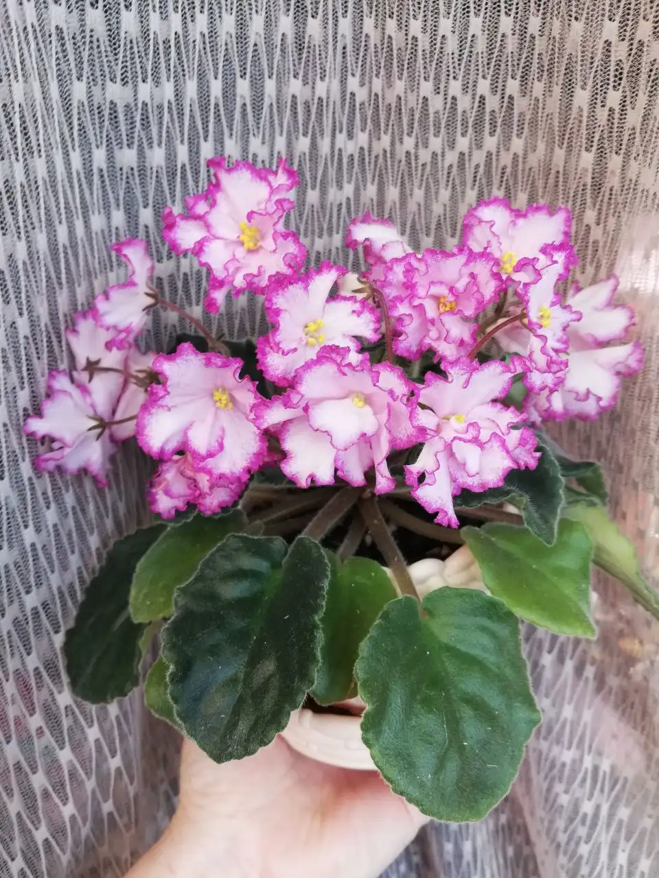 Фиалка Ян-Менуэт, молодое растение - Комнатные растения (Хобби и отдых) в Красноярск