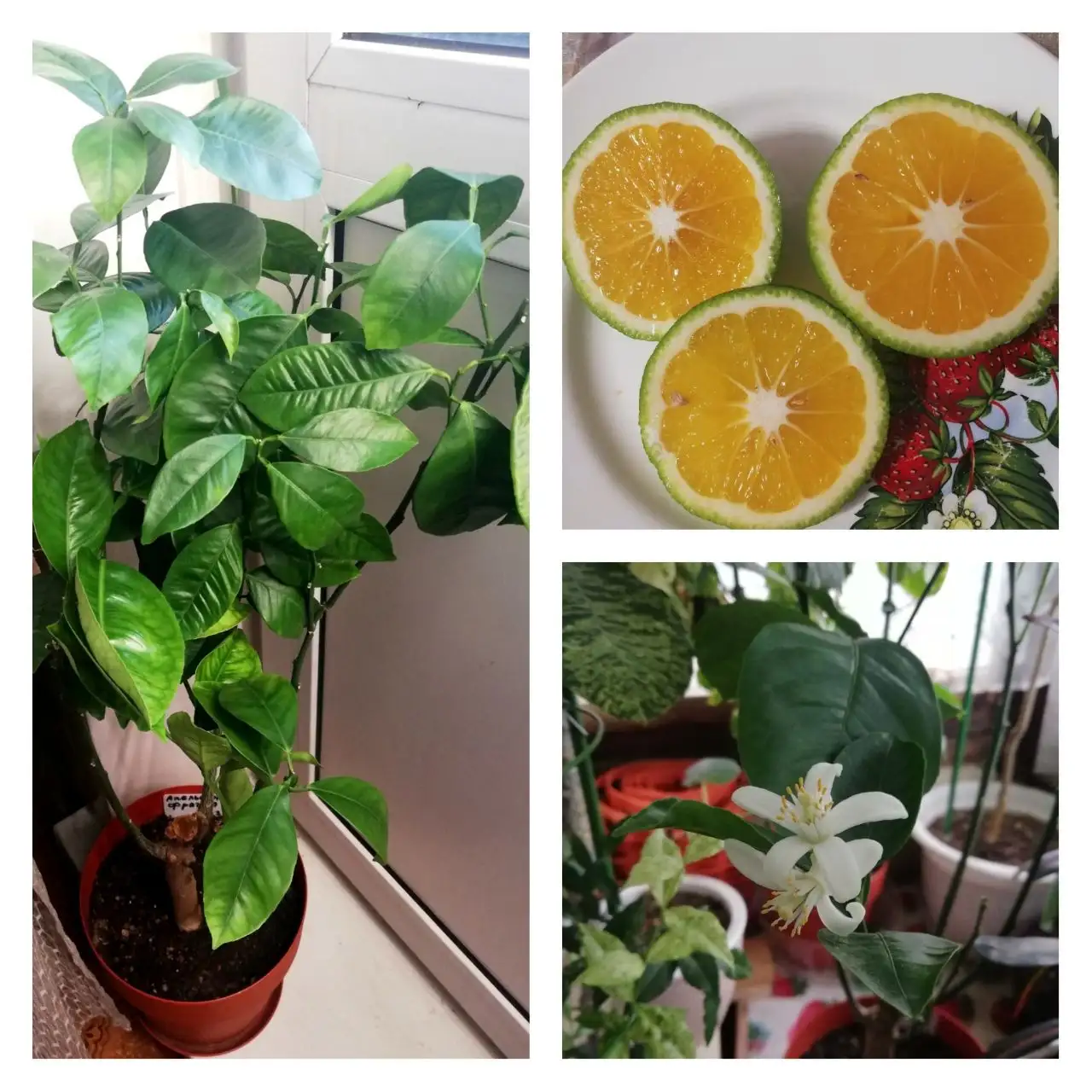 Апельсин Фрагола взрослое дерево из питомника - Комнатные растения (Хобби и отдых) в Красноярск