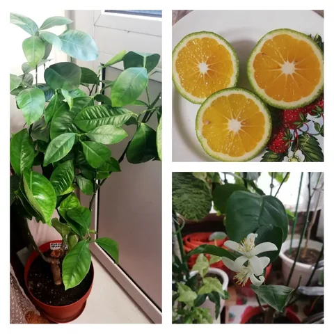 Апельсин Фрагола взрослое дерево из питомника - Садоводство в Красноярск