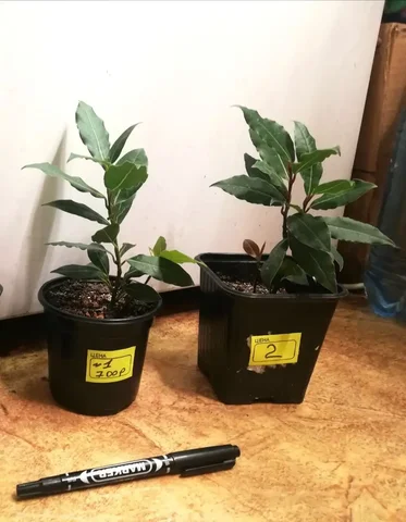 Лавр комнатный - Садоводство в Красноярск