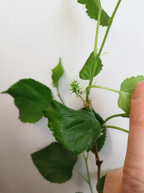 Шелковица самоплодная Тай дварф или Оскар - Садоводство в Красноярск