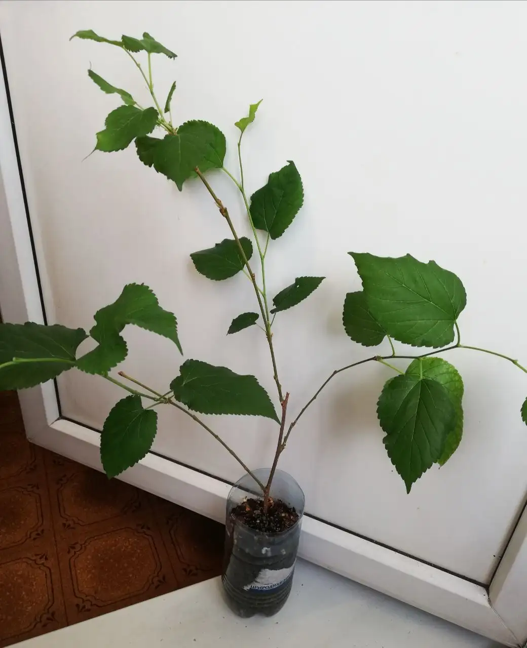 Шелковица самоплодная Тай дварф или Оскар - Комнатные растения (Хобби и отдых) в Красноярск