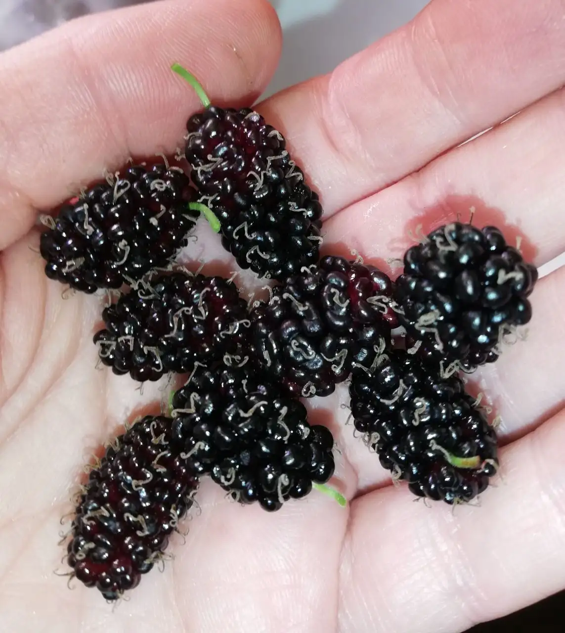 Шелковица самоплодная Тай дварф или Оскар - Комнатные растения (Хобби и отдых) в Красноярск