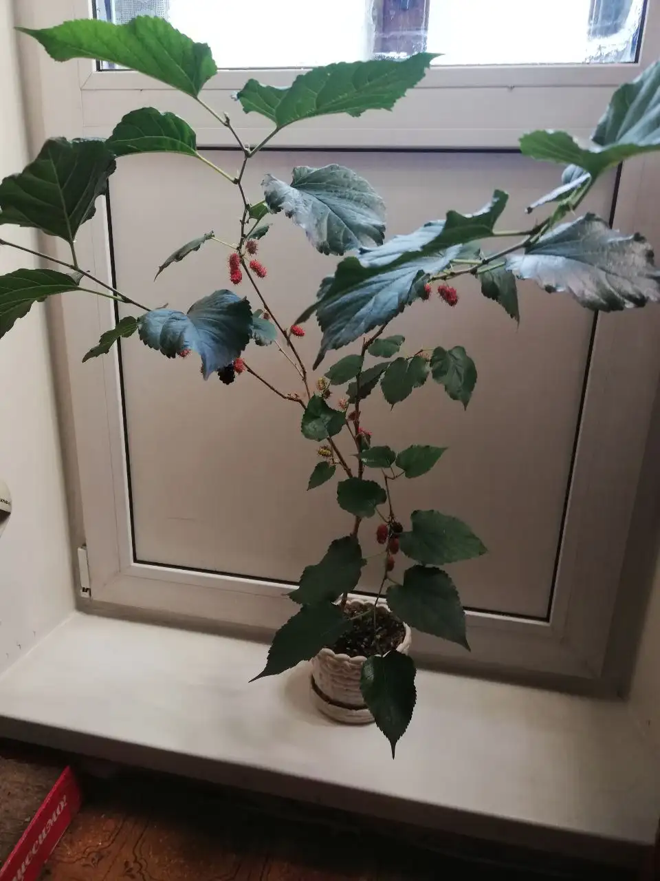 Шелковица самоплодная Тай дварф или Оскар - Комнатные растения (Хобби и отдых) в Красноярск