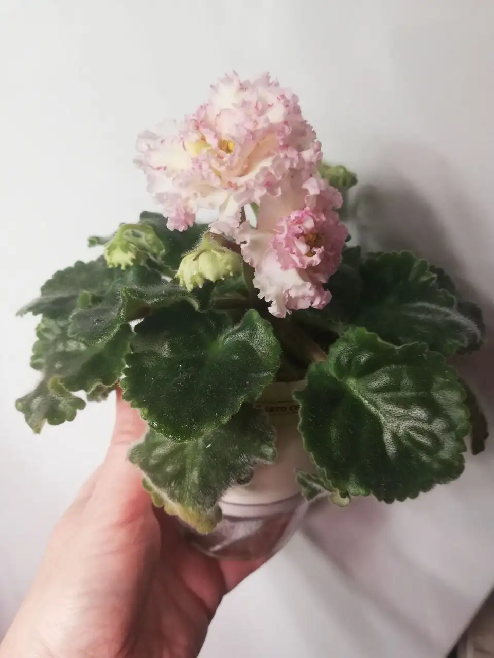 Молодые детки фиалки сорт Злато скифов - Комнатные растения (Хобби и отдых) в Красноярск