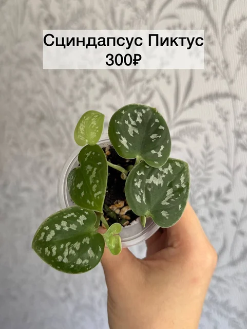 Продажа комнатных растений Сциндапсус Пиктус и Монстера Манки - Садоводство в Красноярск