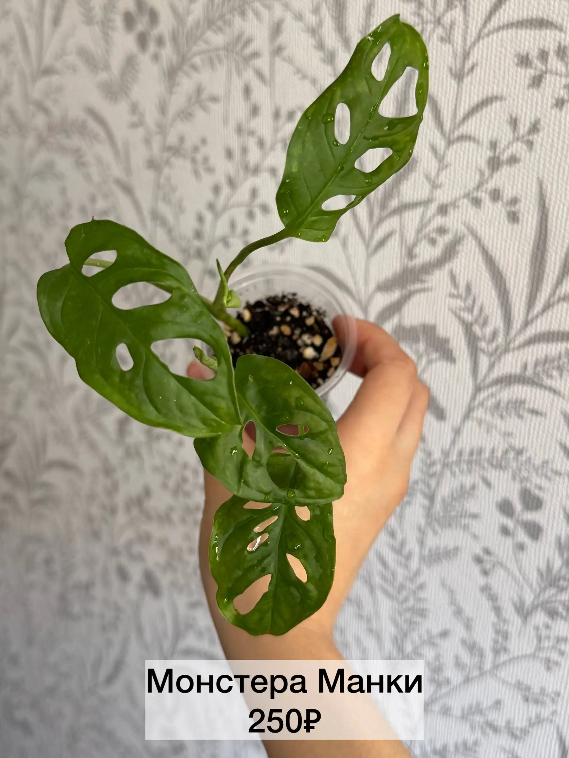 Продажа комнатных растений Сциндапсус Пиктус и Монстера Манки - Комнатные растения (Хобби и отдых) в Красноярск