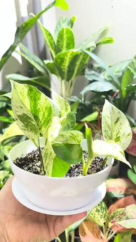 Продам эпипремнум снежная королева - Садоводство в Красноярск