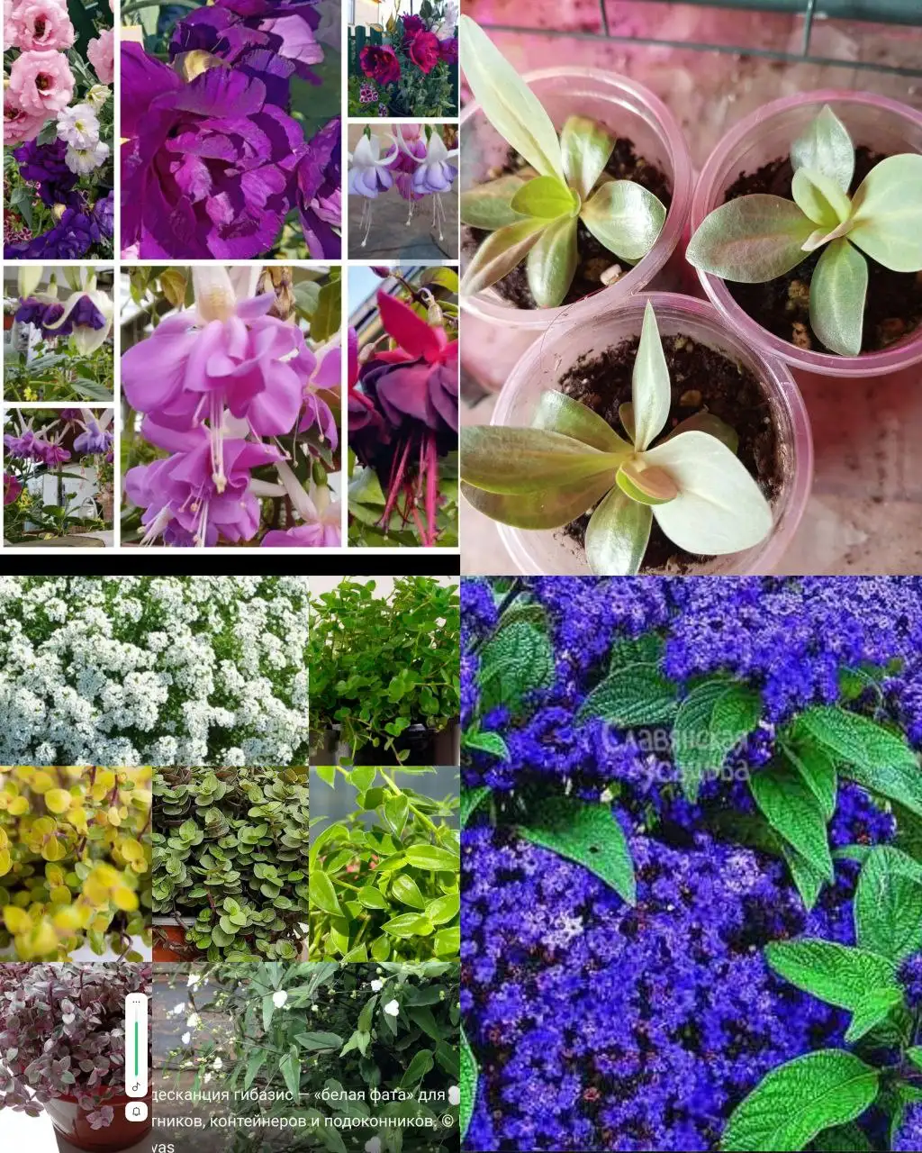 Продажа комнатных растений в Красноярске - Комнатные растения (Хобби и отдых) в Красноярск