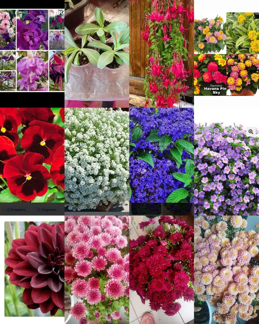 Продажа вегетативных цветов и черенков в Красноярске - Растения (Хобби и отдых) в Красноярск