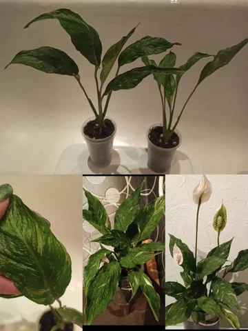 Детки спатифиллума Джемини - частное объявление в Красноярск