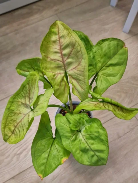 Сингониум Golden - Садоводство в Красноярск