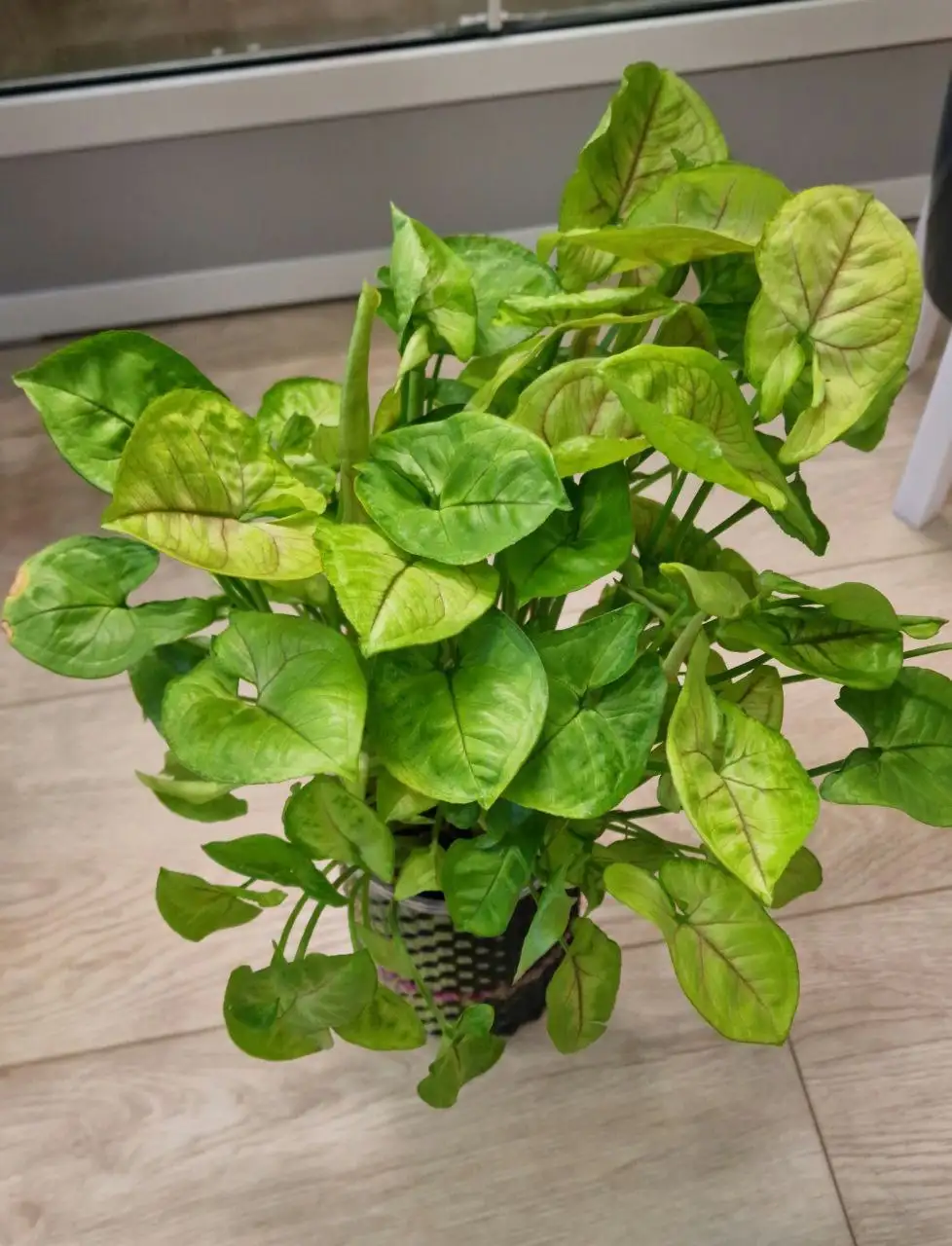 Сингониум Golden - Комнатные растения (Хобби и отдых) в Красноярск