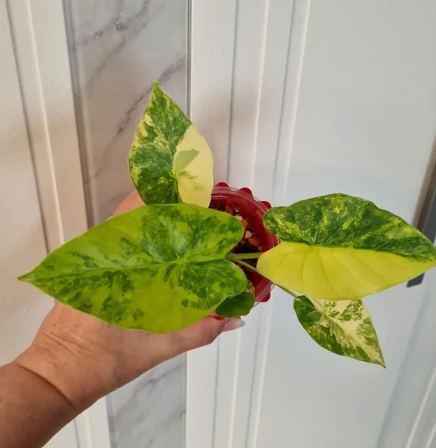 Алоказия Гагеана вар. детка в минеральном грунте - Садоводство в Красноярск