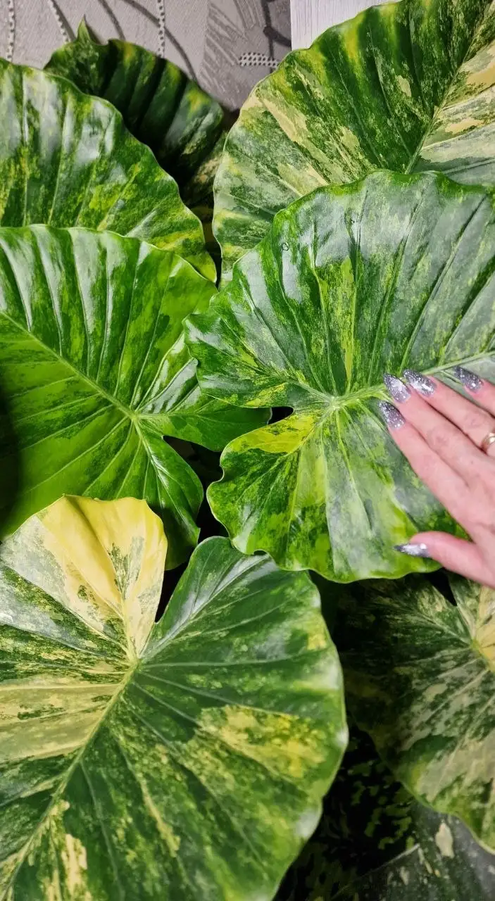 Алоказия Гагеана вар. детка в минеральном грунте - Комнатные растения (Хобби и отдых) в Красноярск