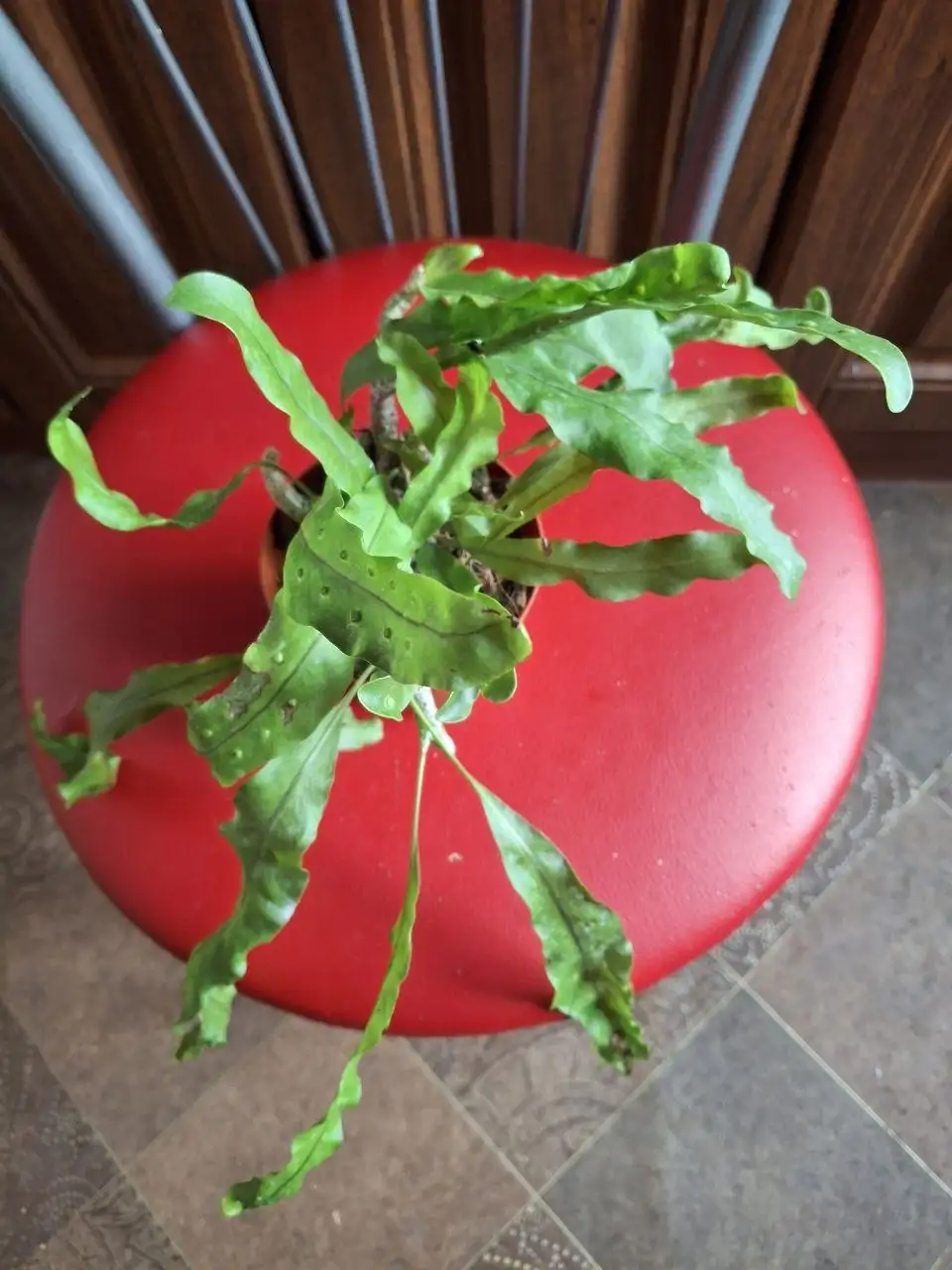 Леканоптерис комнатное растение - Комнатные растения (Хобби и отдых) в Красноярск