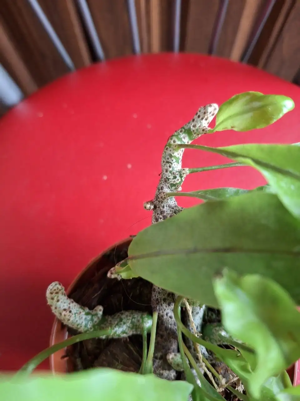 Леканоптерис комнатное растение - Комнатные растения (Хобби и отдых) в Красноярск