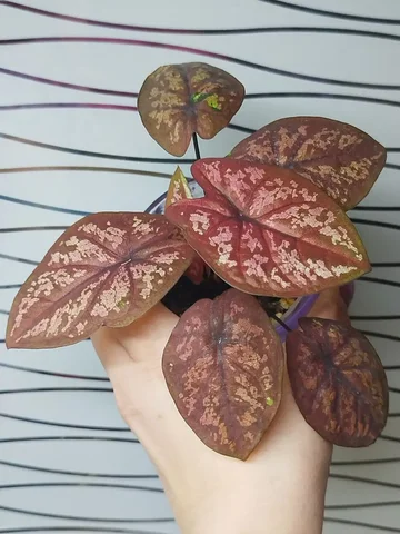 Продам каладиум Биколор ред - Садоводство в Красноярск