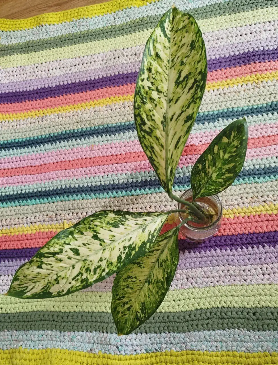 Большая яркая детка диффенбахии Везувий с корнями - Комнатные растения (Хобби и отдых) в Красноярск