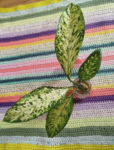 Большая яркая детка диффенбахии Везувий с корнями - Садоводство в Красноярск