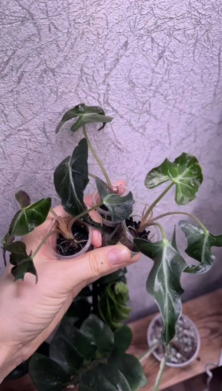 Алаказия Локо - Комнатные растения (Для дома и дачи) в Красноярск