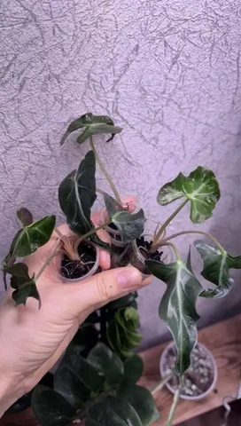 Алаказия Локо - Стройматериалы в Красноярск