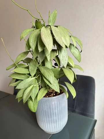 Хойя николсона нью Гвинея гост, на фитильном поливе - Садоводство в Красноярск