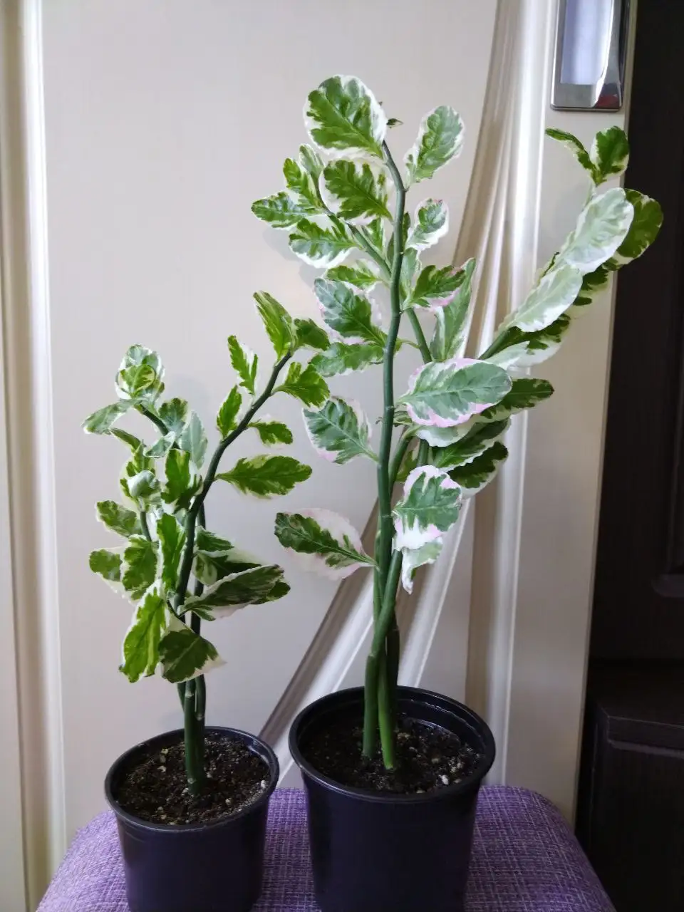 Продажа педилантусов в Красноярске - Комнатные растения (Хобби и отдых) в Красноярск