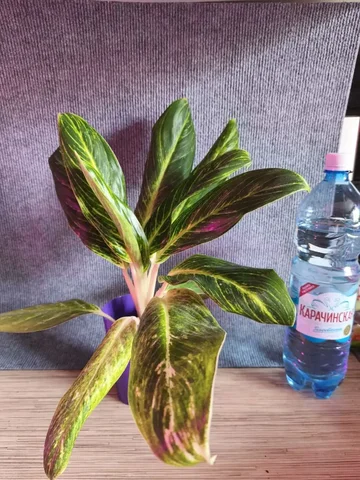 Аглаонема Король Сиама срезанная макушка - Садоводство в Красноярск